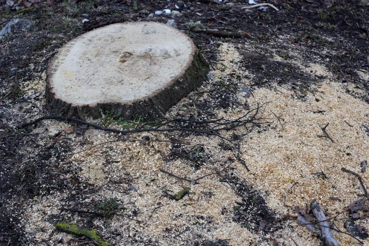 Close-up of a freshly cut tree stump with sawdust in a forest, highlighting the need for proper removal services.